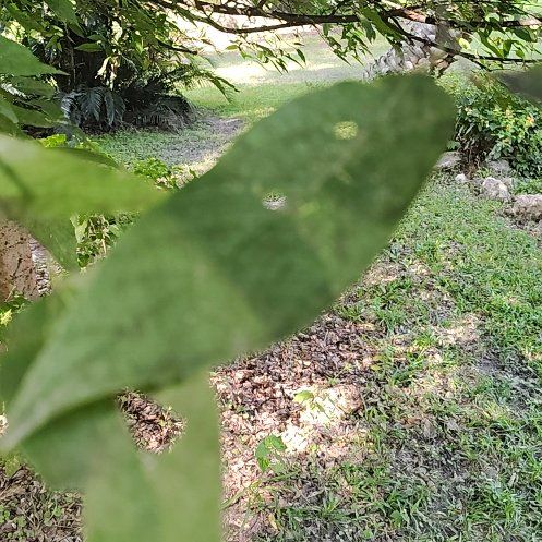 Photo of the plant species Common Sassafras by @CaringBoxholly named Tree Diddy on Greg, the plant care app