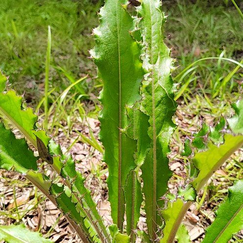 Photo of the plant species Bristly Thistle by @CaringBoxholly named Keanu Leaves on Greg, the plant care app