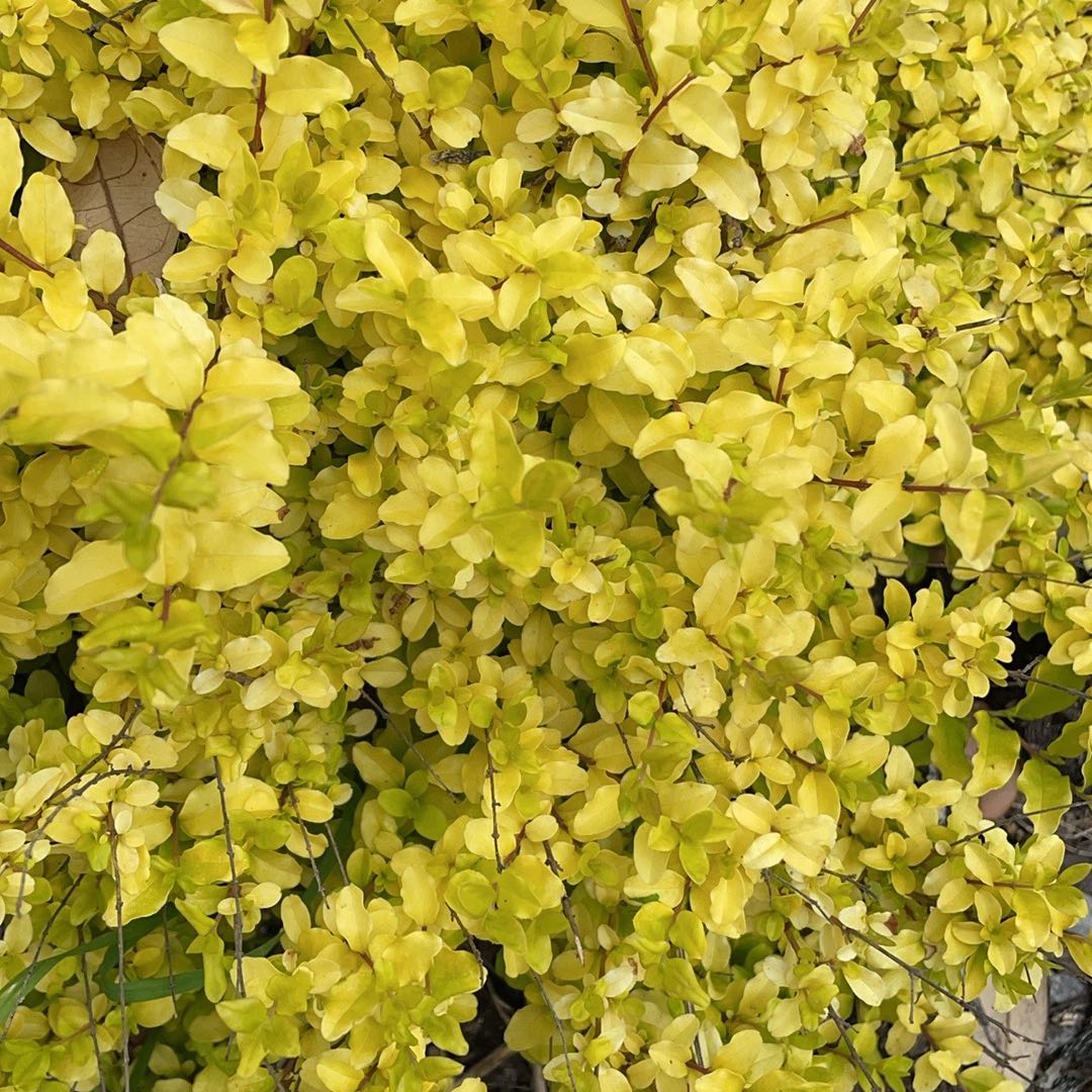 Image of a healthy Border Forsythia with dense yellow leaves.