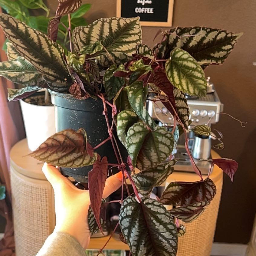 Photo of the plant species Ciccus discolor by @WelsomeCostmary named Walt on Greg, the plant care app