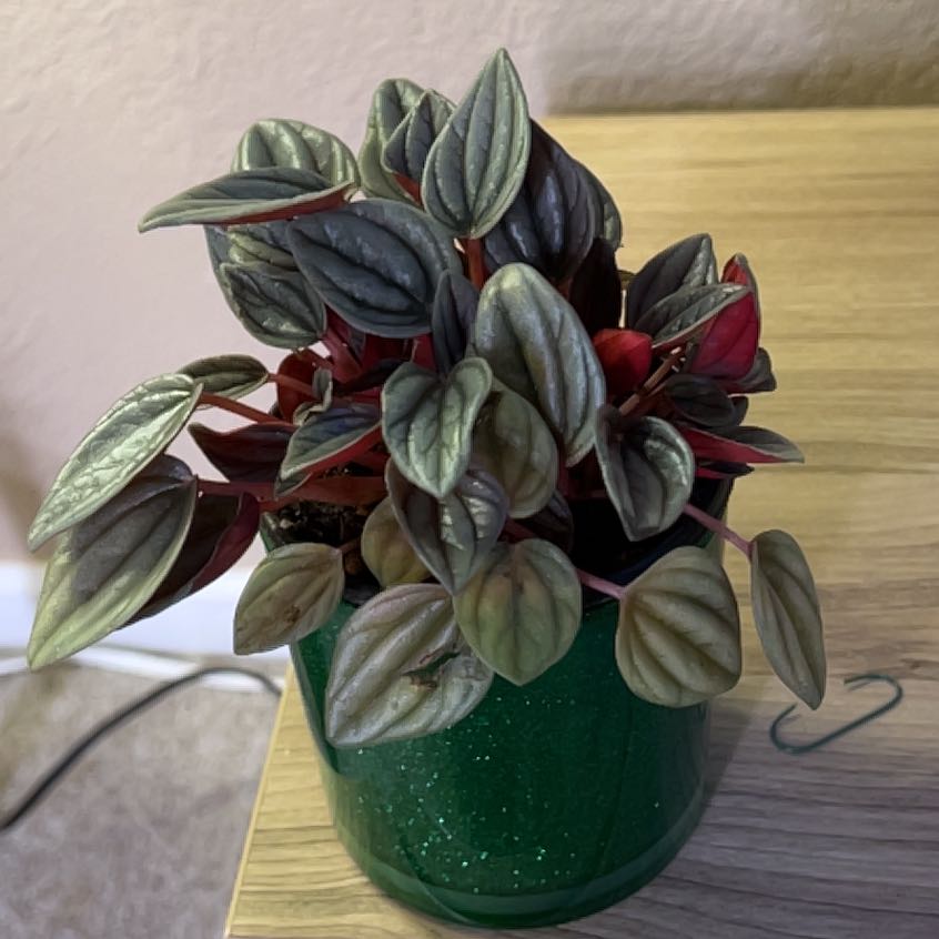Photo of the plant species Silver Ripple Peperomia by @WelsomeCostmary named Dax on Greg, the plant care app