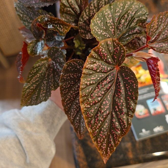 Photo of the plant species Polka Dot Begonia by @WelsomeCostmary named Aria on Greg, the plant care app