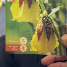 Photo of the plant species Honeybells by @YoungThemiller named Sigmund on Greg, the plant care app