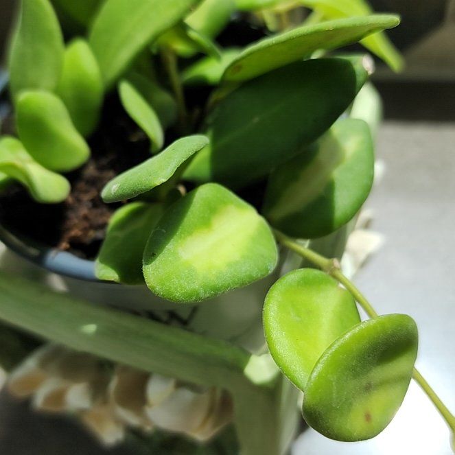 Photo of the plant species Hoya 'Burtoniae' by @StoutAngelplant named Osmo on Greg, the plant care app
