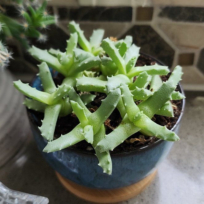 Photo of the plant species Stapelia Planiflora Jacq. by @StoutAngelplant named Treeyoncé on Greg, the plant care app