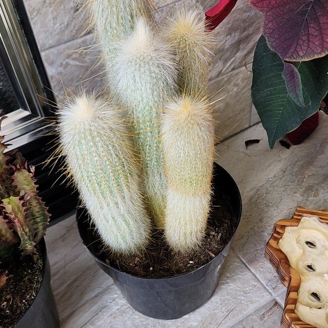 Photo of the plant species Oreocleisto 'Yeti' by @StoutAngelplant named Tolkien on Greg, the plant care app