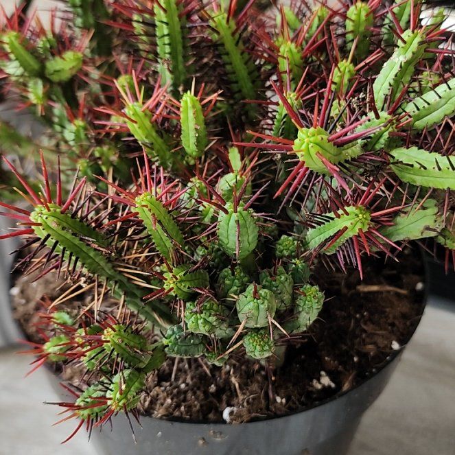 Photo of the plant species Euphorbia enopia by @StoutAngelplant named Marley on Greg, the plant care app