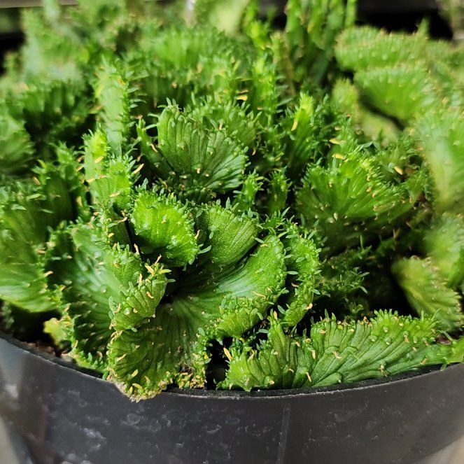 Photo of the plant species Medusa's Head by @StoutAngelplant named Coco on Greg, the plant care app