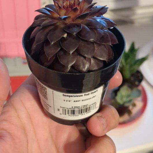 Photo of the plant species Sempervivum 'Red Heart' by @GoodMuntingia named Leonardo on Greg, the plant care app