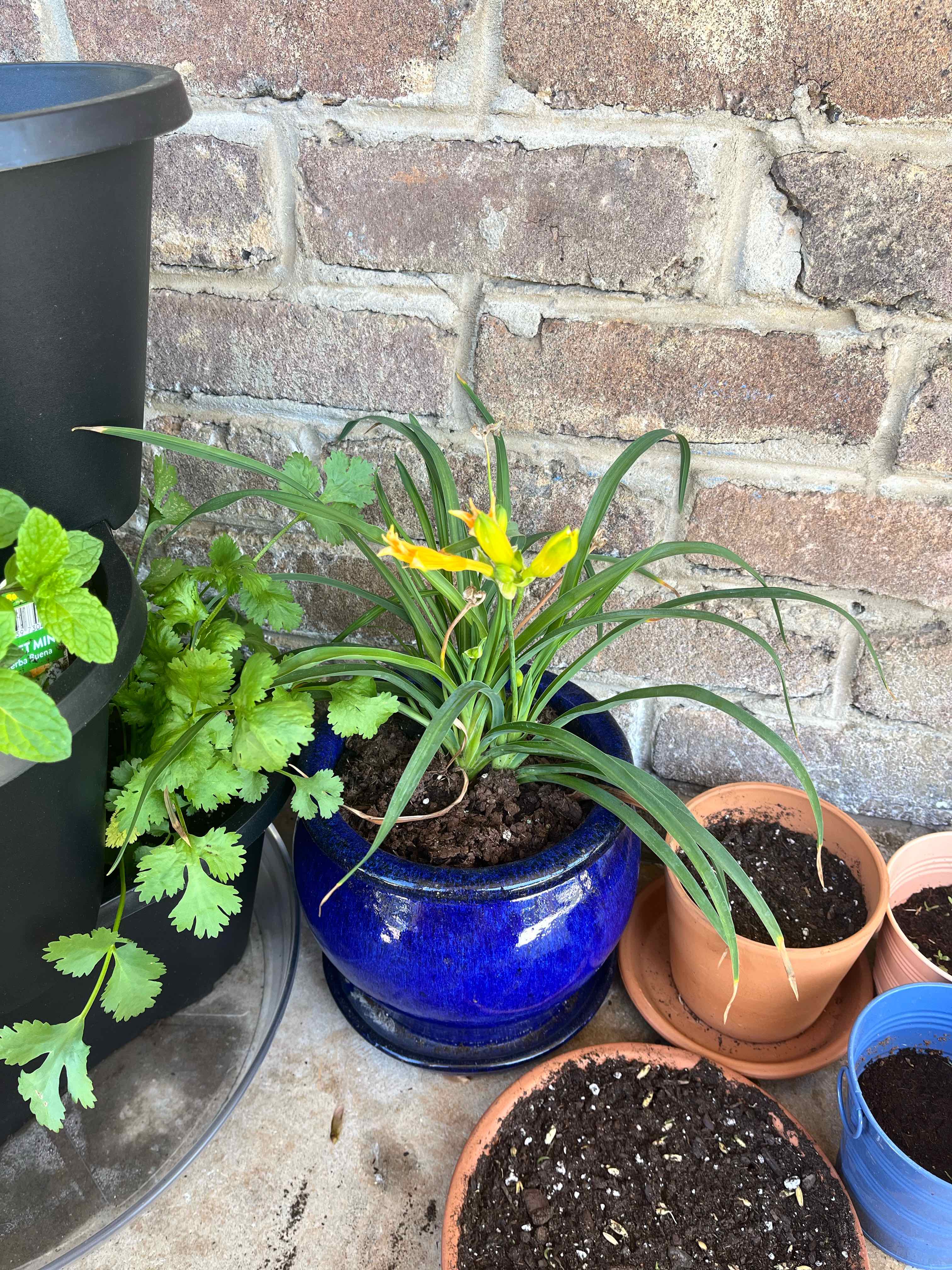 Photo of the plant species Reblooming Daylily by @DeftPapaya named Leaf Erickson on Greg, the plant care app