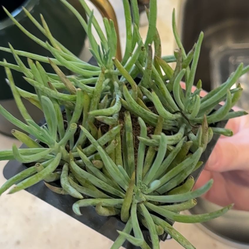 Photo of the plant species blue chalk stick or blue chalk fingers by @WillBrowallia named Fernie Mercury on Greg, the plant care app