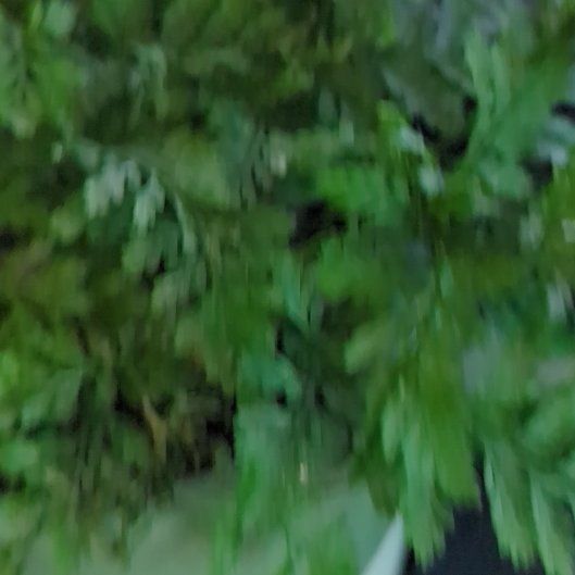 Photo of the plant species Hymenophyllum demissum by @EquippedMugwort named Orwell on Greg, the plant care app