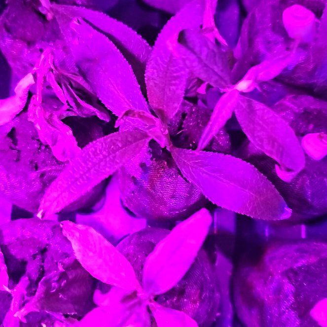 Photo of the plant species Butterfly Bush by @BossSeacampion named Duke on Greg, the plant care app