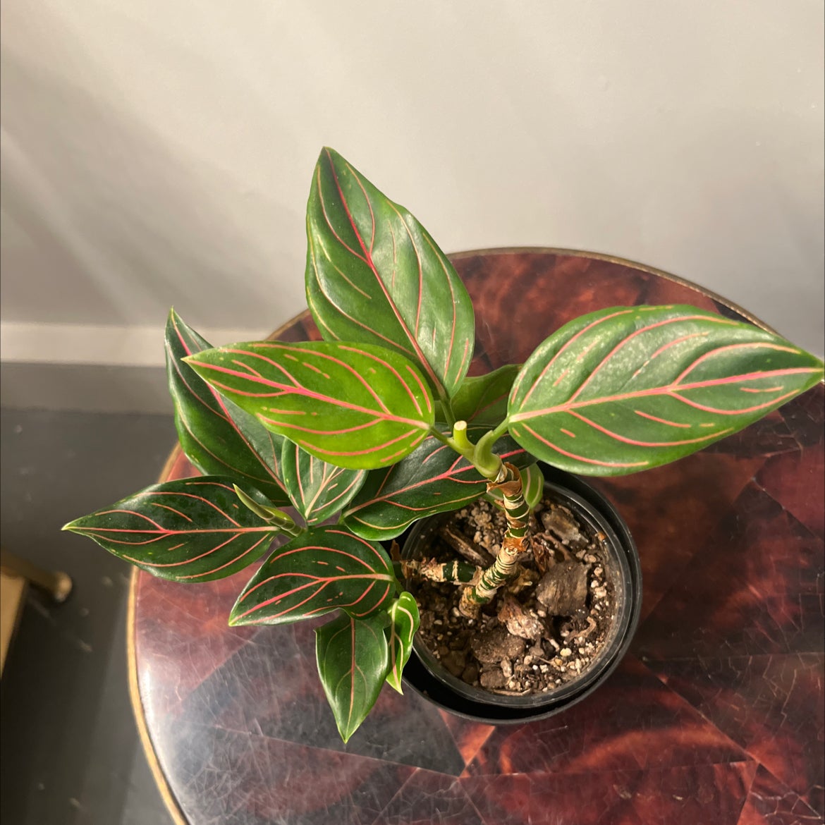 Photo of the plant species Aglaonema commutatum 'Red Vein' by @PugandPlantMom named RB Aglaonema Anthony on Greg, the plant care app