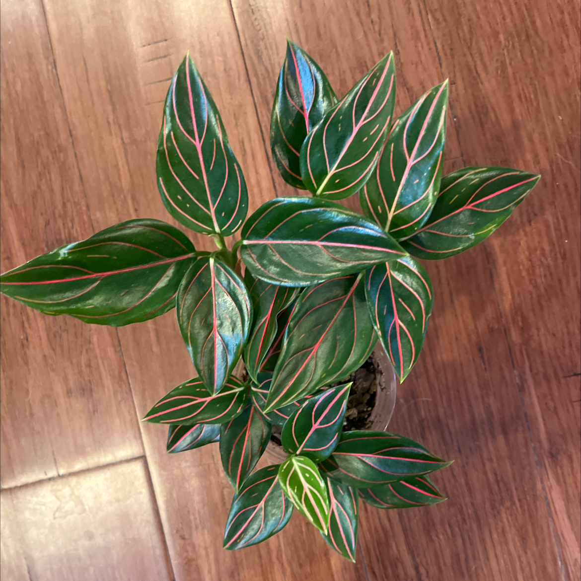 Photo of the plant species Aglaonema commutatum 'Red Vein' by @PugandPlantMom named LFT Aglaonema Apollo on Greg, the plant care app