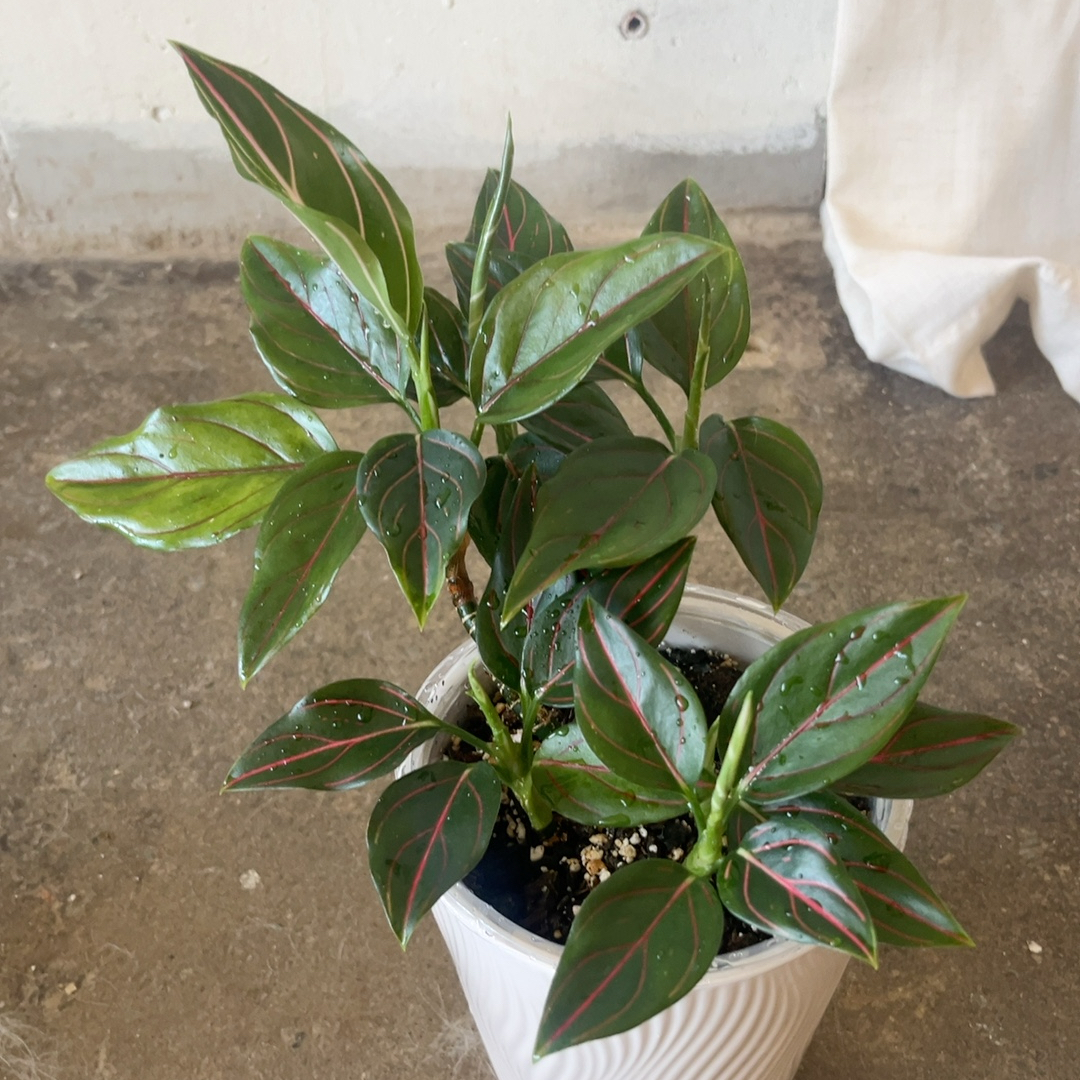 Photo of the plant species Aglaonema commutatum 'Red Vein' by @PugandPlantMom named LFT Aglaonema Apollo on Greg, the plant care app