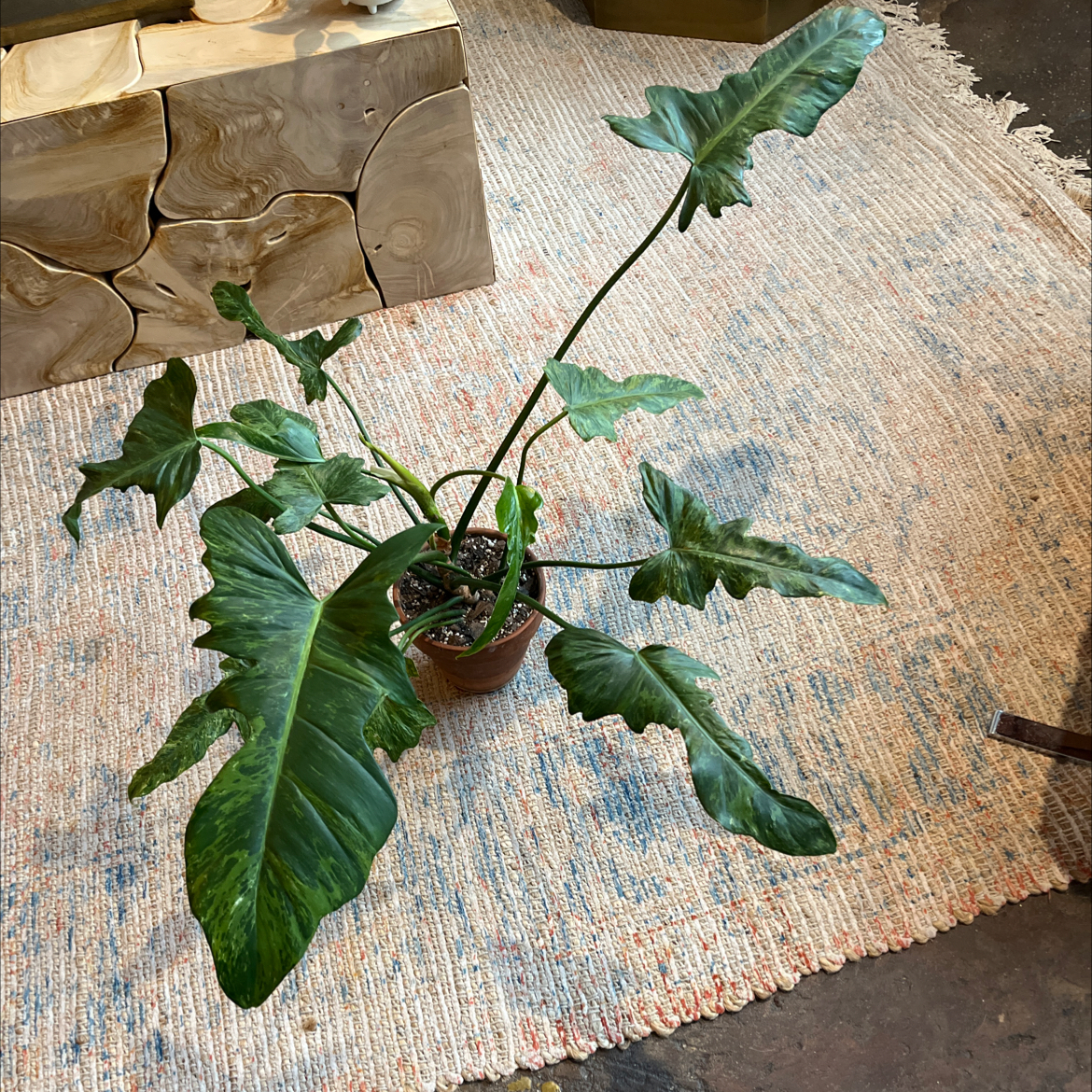 Photo of the plant species Philodendron Mottled Dragon by @PugandPlantMom named LFT Philo Pete on Greg, the plant care app