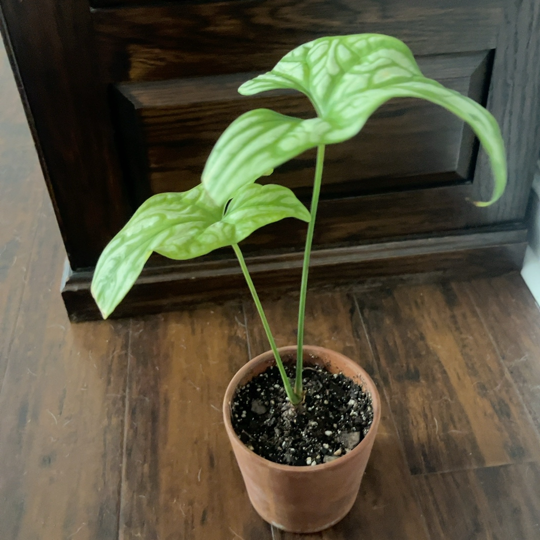 Photo of the plant species Mirabilis by @PugandPlantMom named RB Cercestis Cassandra on Greg, the plant care app