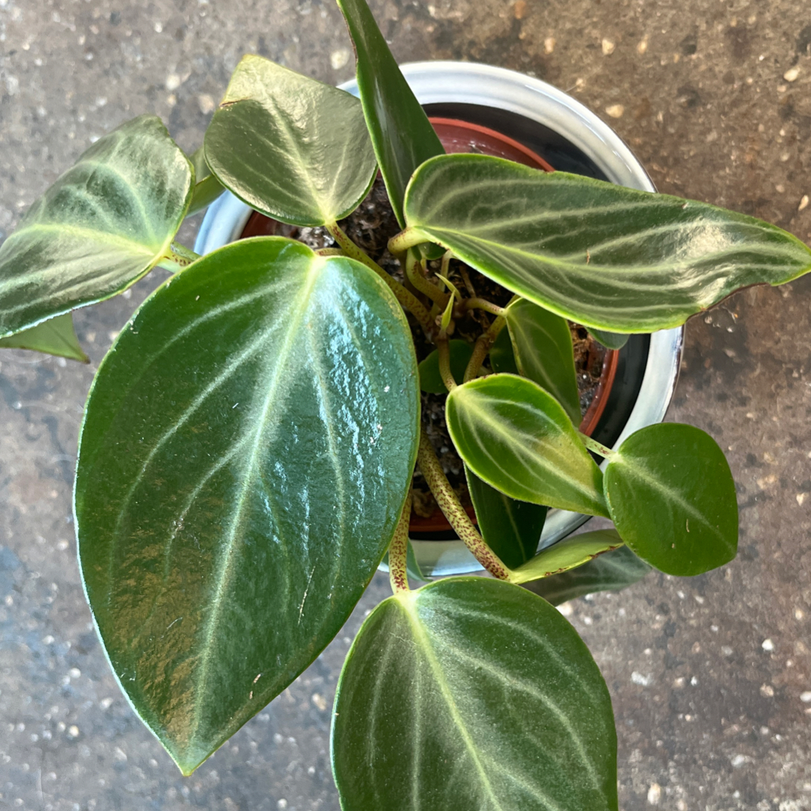 Photo of the plant species Pep. Maculosa by @PugandPlantMom named LFT Peperomia Pita on Greg, the plant care app
