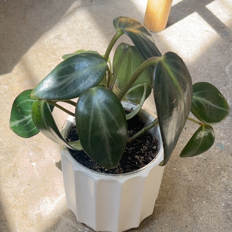 Photo of the plant species Pep. Maculosa by @PugandPlantMom named LFT Peperomia Pita on Greg, the plant care app