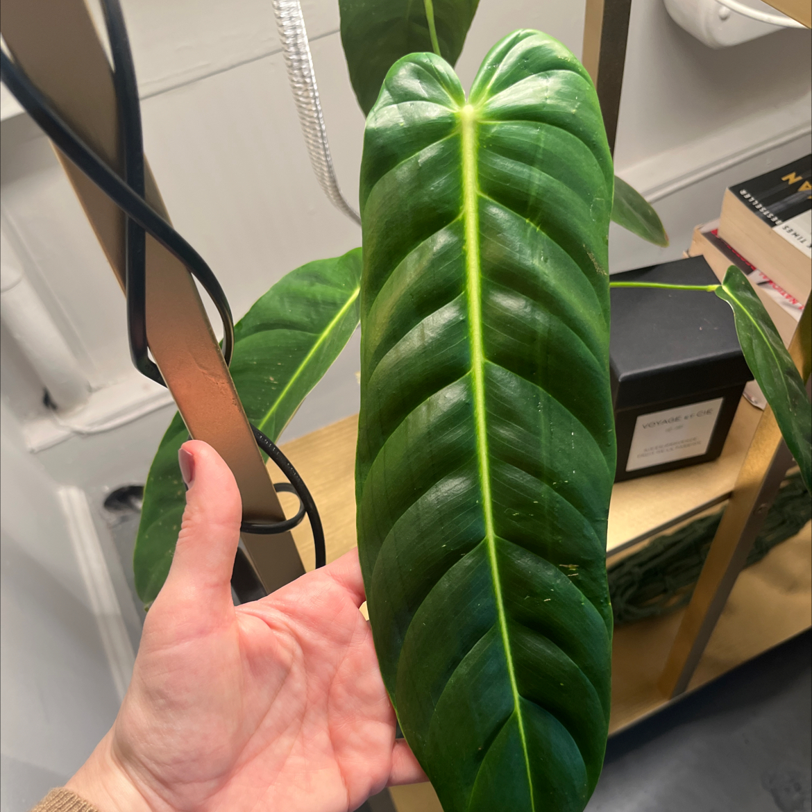 Photo of the plant species Philodendron esmeraldense by @PugandPlantMom named RB Philo Pam on Greg, the plant care app