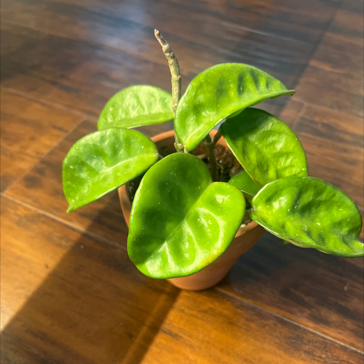 Photo of the plant species Hoya 'Krinkle 8' by @PugandPlantMom named RB Hoya Hendrix on Greg, the plant care app