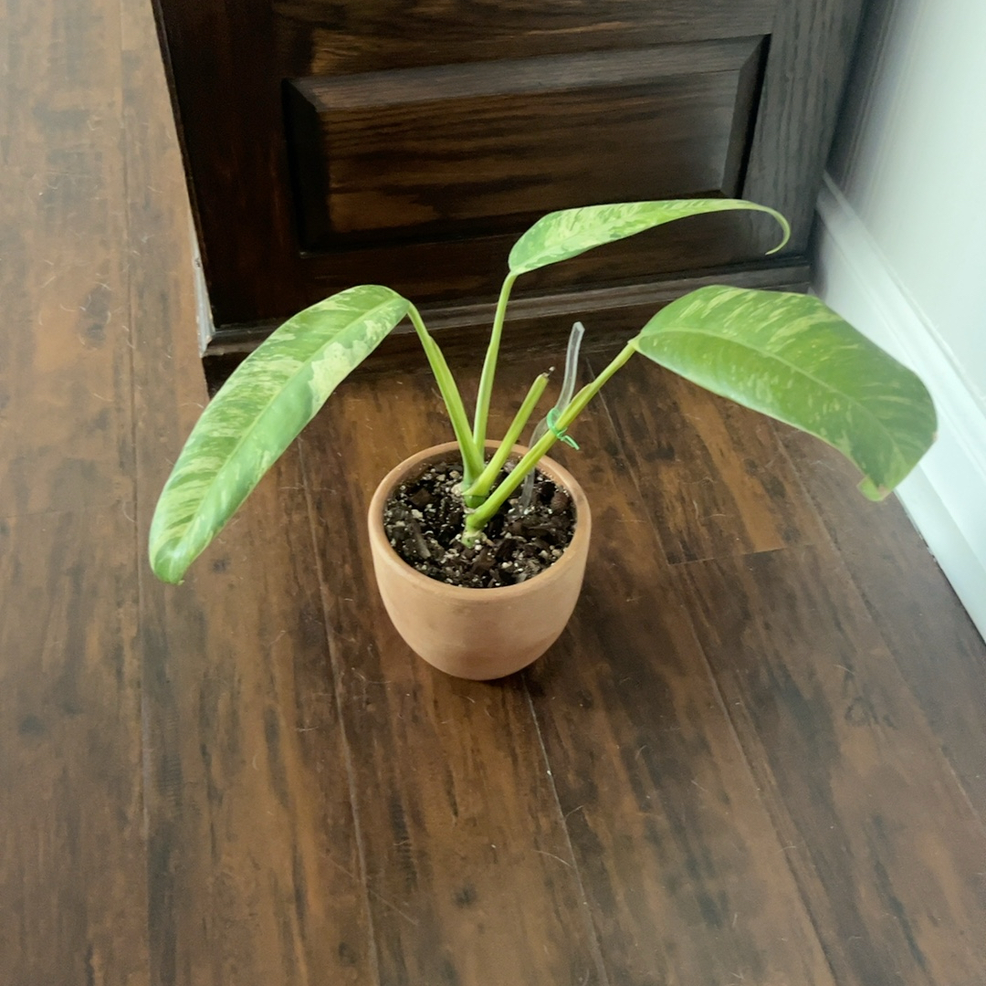 Photo of the plant species Rhaphidophora foraminifera by @PugandPlantMom named RB Rhaphidophora Ralphie on Greg, the plant care app