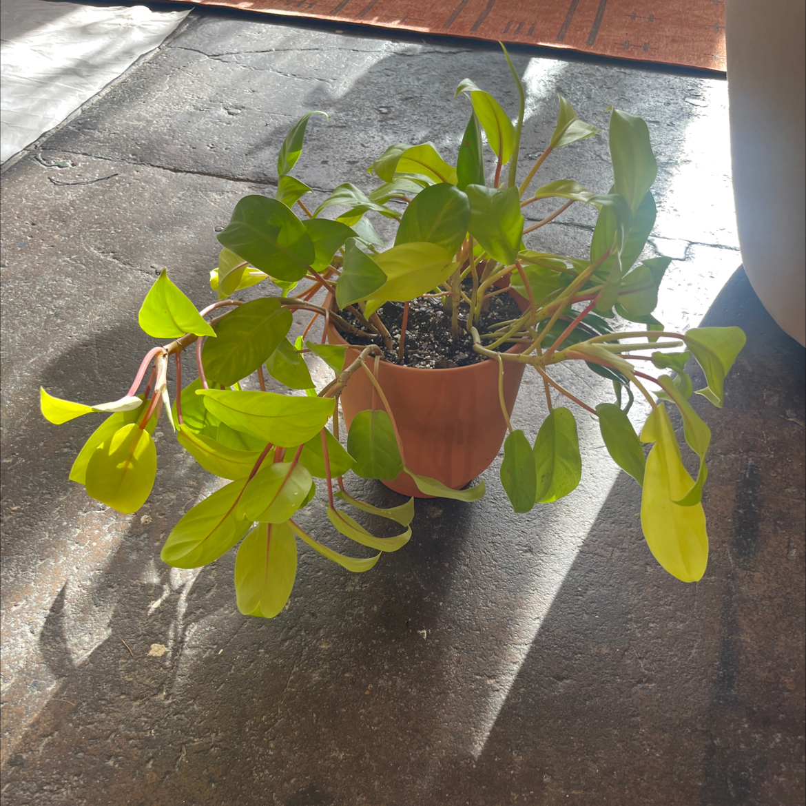 Photo of the plant species Philodendron 'Malay Gold' by @PugandPlantMom named LFT Philo Pita on Greg, the plant care app