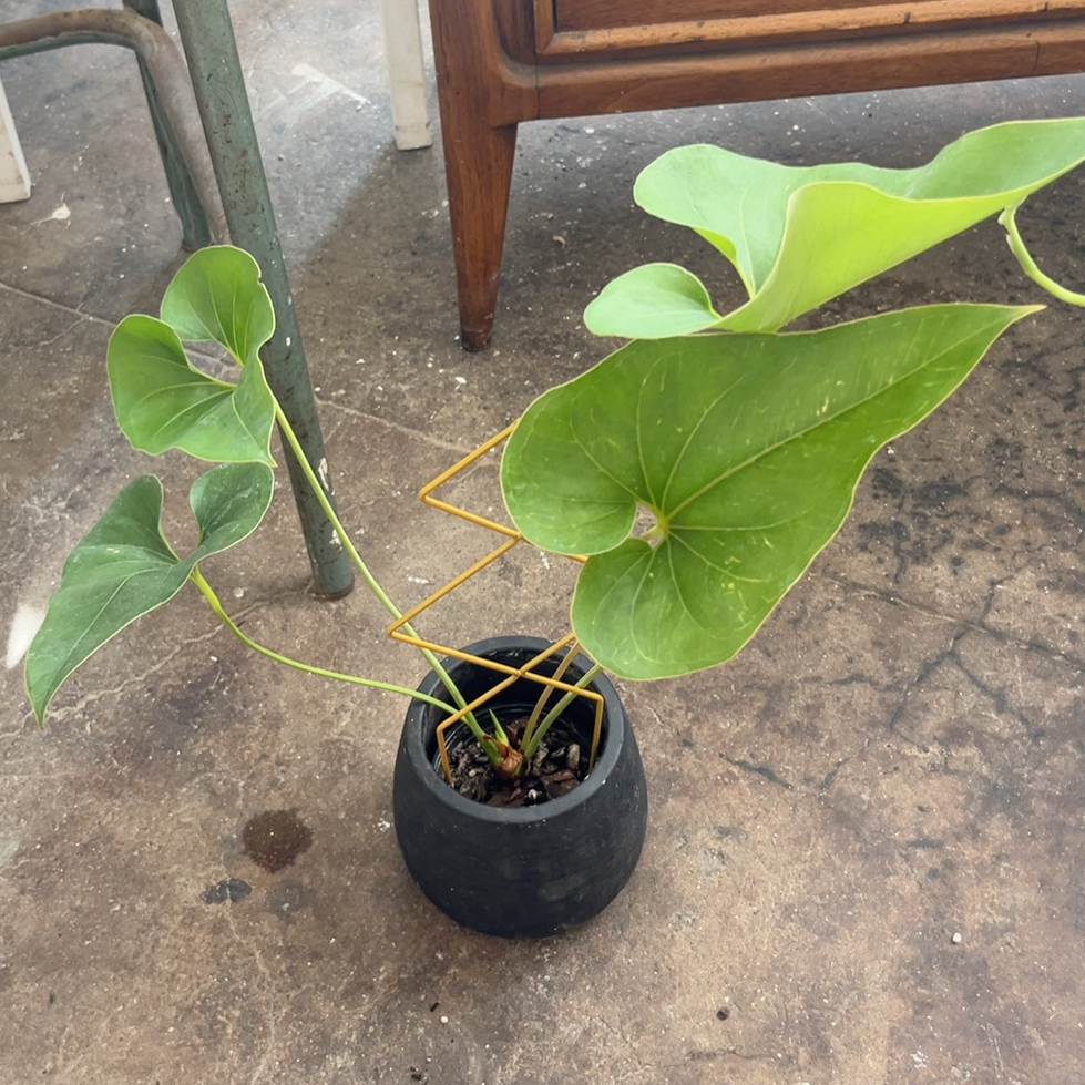 Photo of the plant species brownii by @PugandPlantMom named LFT Anthurium Andrea on Greg, the plant care app