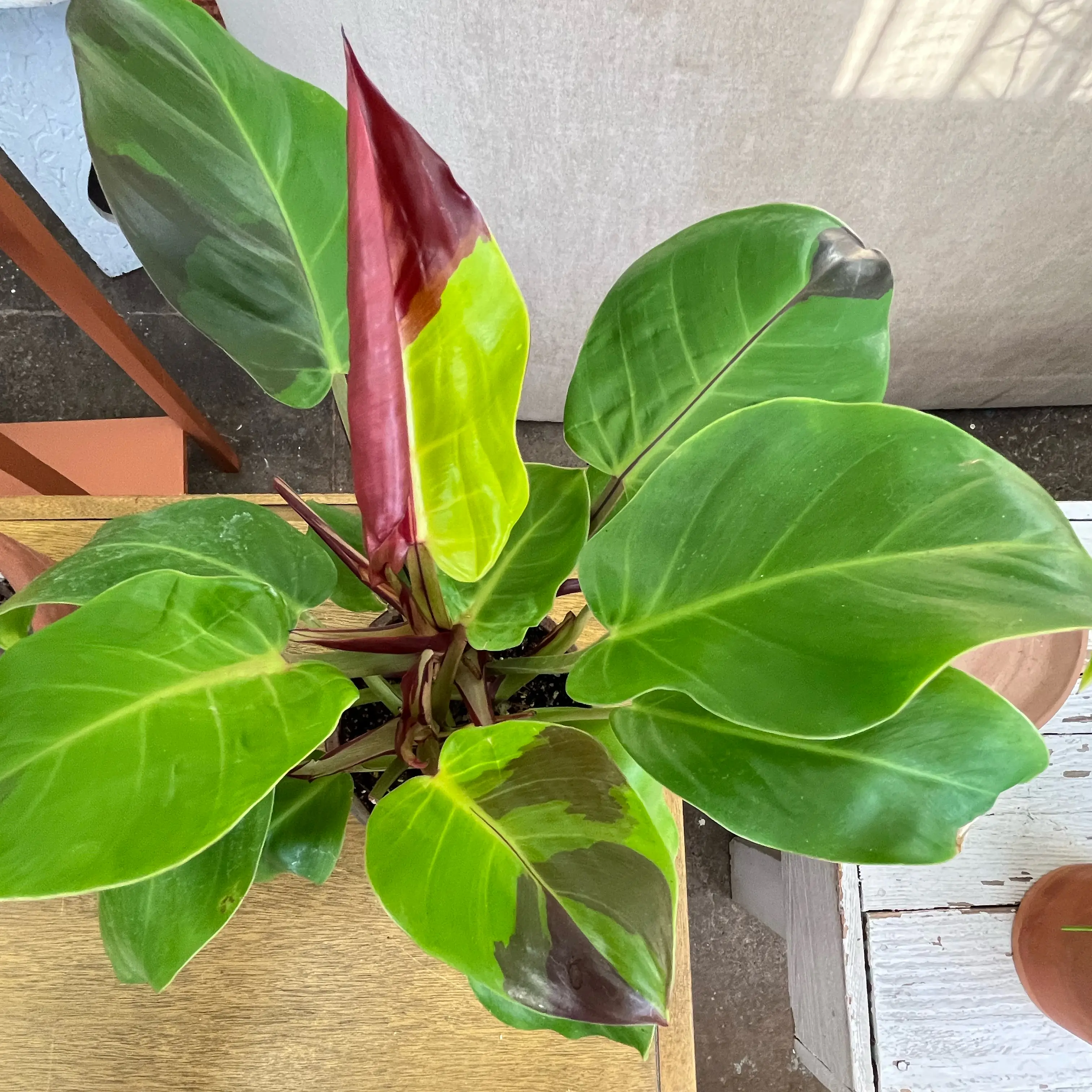 Photo of the plant species Yellow Flame Philodendron by @PugandPlantMom named LFT Philo Patton on Greg, the plant care app