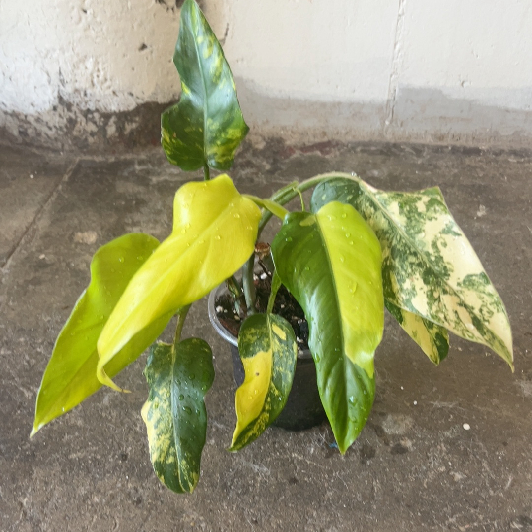 Photo of the plant species Philodendron Verigated Domesticum by @PugandPlantMom named LFT Philo Poon on Greg, the plant care app