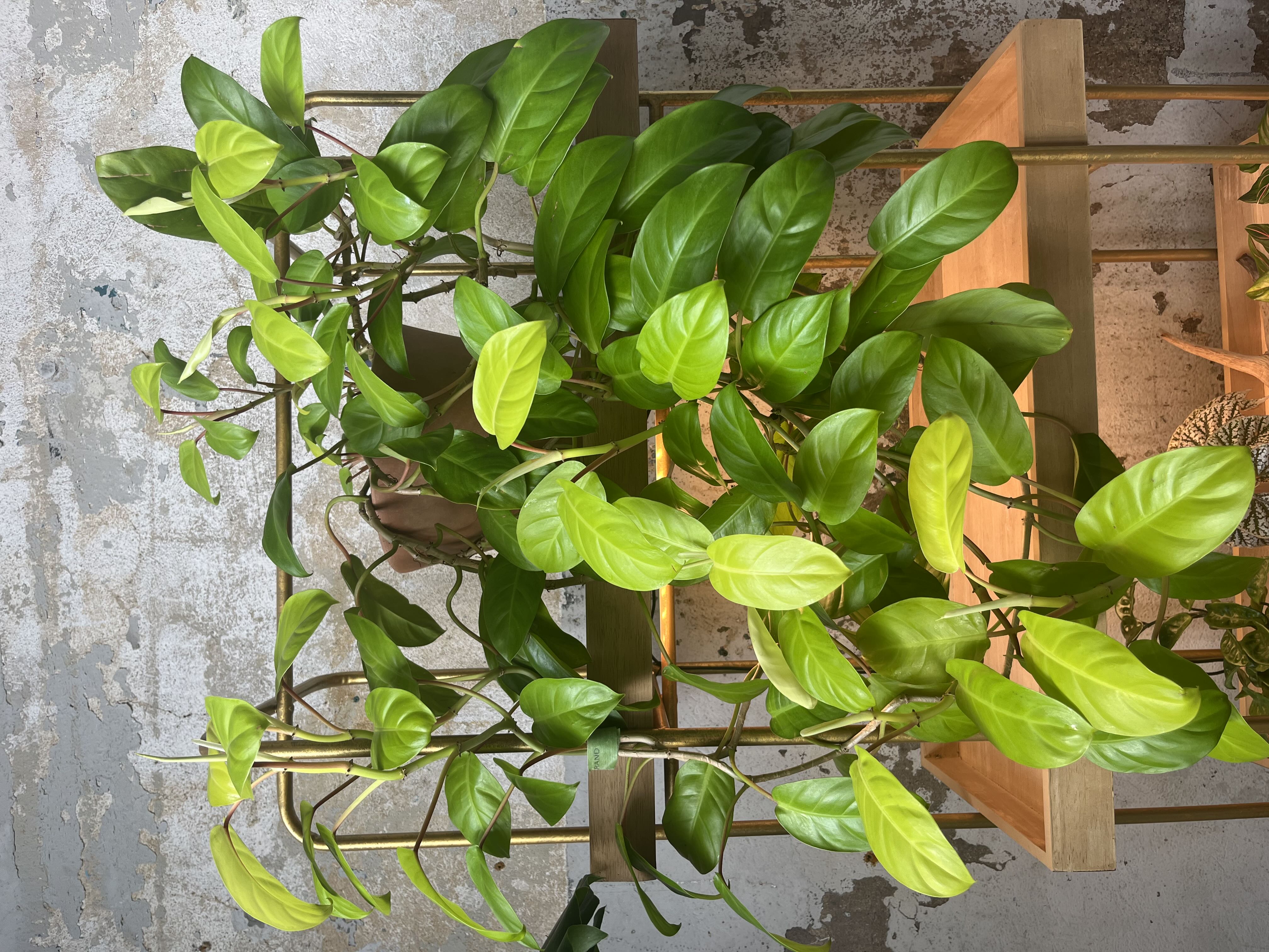 Photo from the post