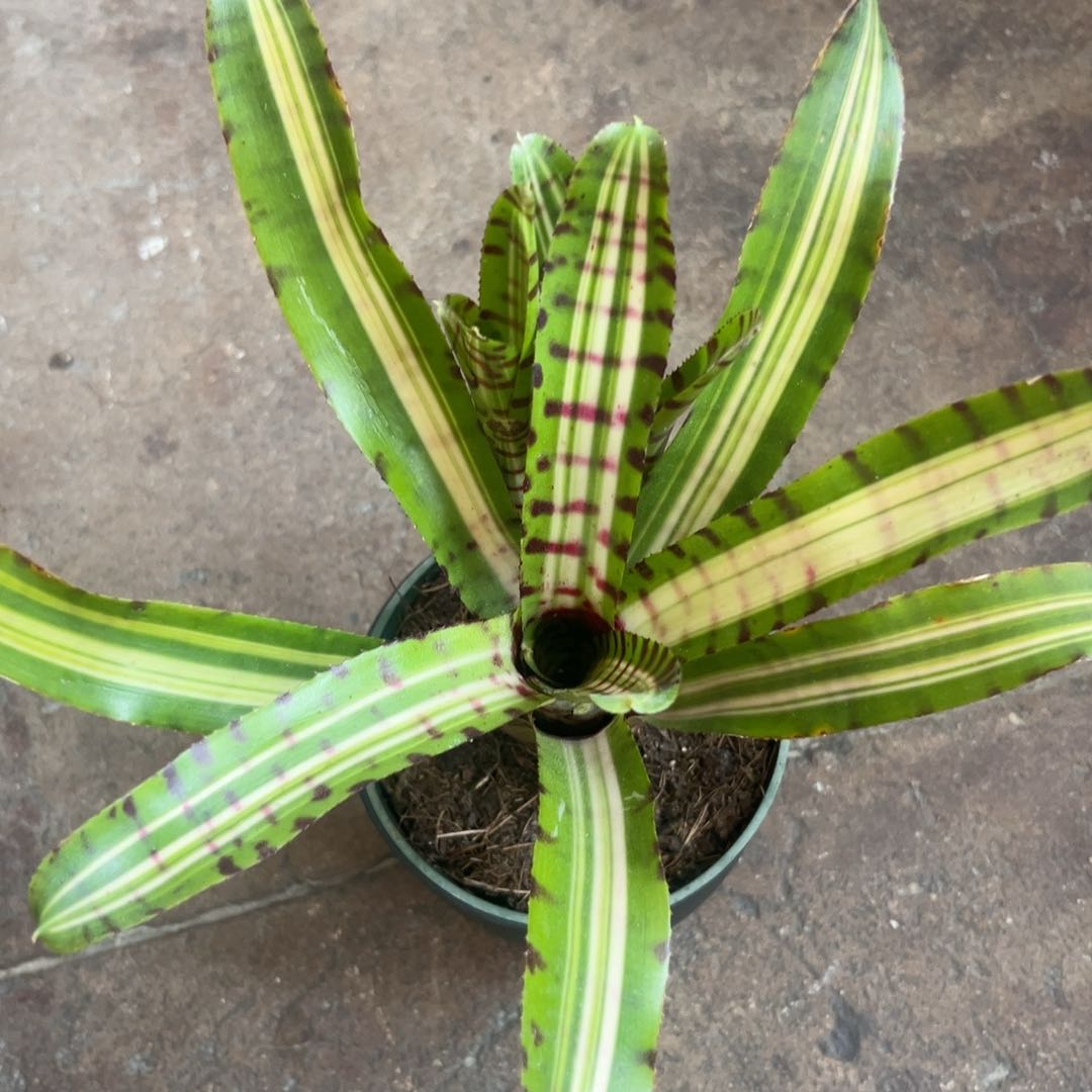 Photo of the plant species Assorted Bromeliad by @PugandPlantMom named LFT Bromeliad Bessie on Greg, the plant care app