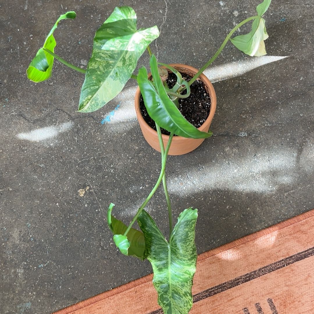 Photo of the plant species Paraiso Verde Philodendron by @PugandPlantMom named LFT Philo Pescal on Greg, the plant care app