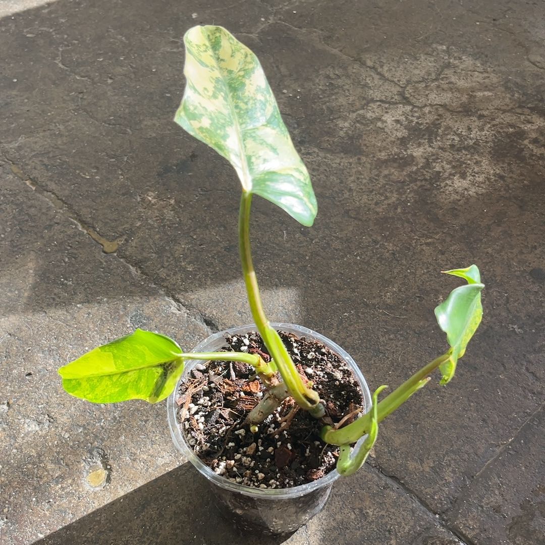Photo of the plant species Philodendron Verigated Domesticum by @PugandPlantMom named LFT Philo Poon on Greg, the plant care app