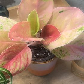 Photo of the plant species Aglaonema by @PugandPlantMom named LFT Aglaonema Abigail Pink Emerald on Greg, the plant care app