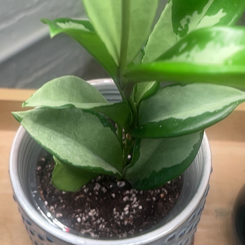 Photo of the plant species Hoya parviflora by @PugandPlantMom named LFT Hoya Hilde Silver Moon on Greg, the plant care app