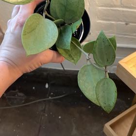 Photo of the plant species Hoya khroniana Silver Splash by @PugandPlantMom named LFT Hoya Silver Heart on Greg, the plant care app