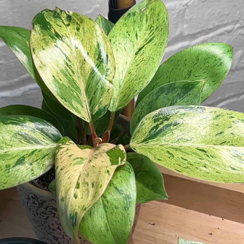 Photo of the plant species Red Congo Mint by @PugandPlantMom named LFT Philo Congo Mint Marble on Greg, the plant care app