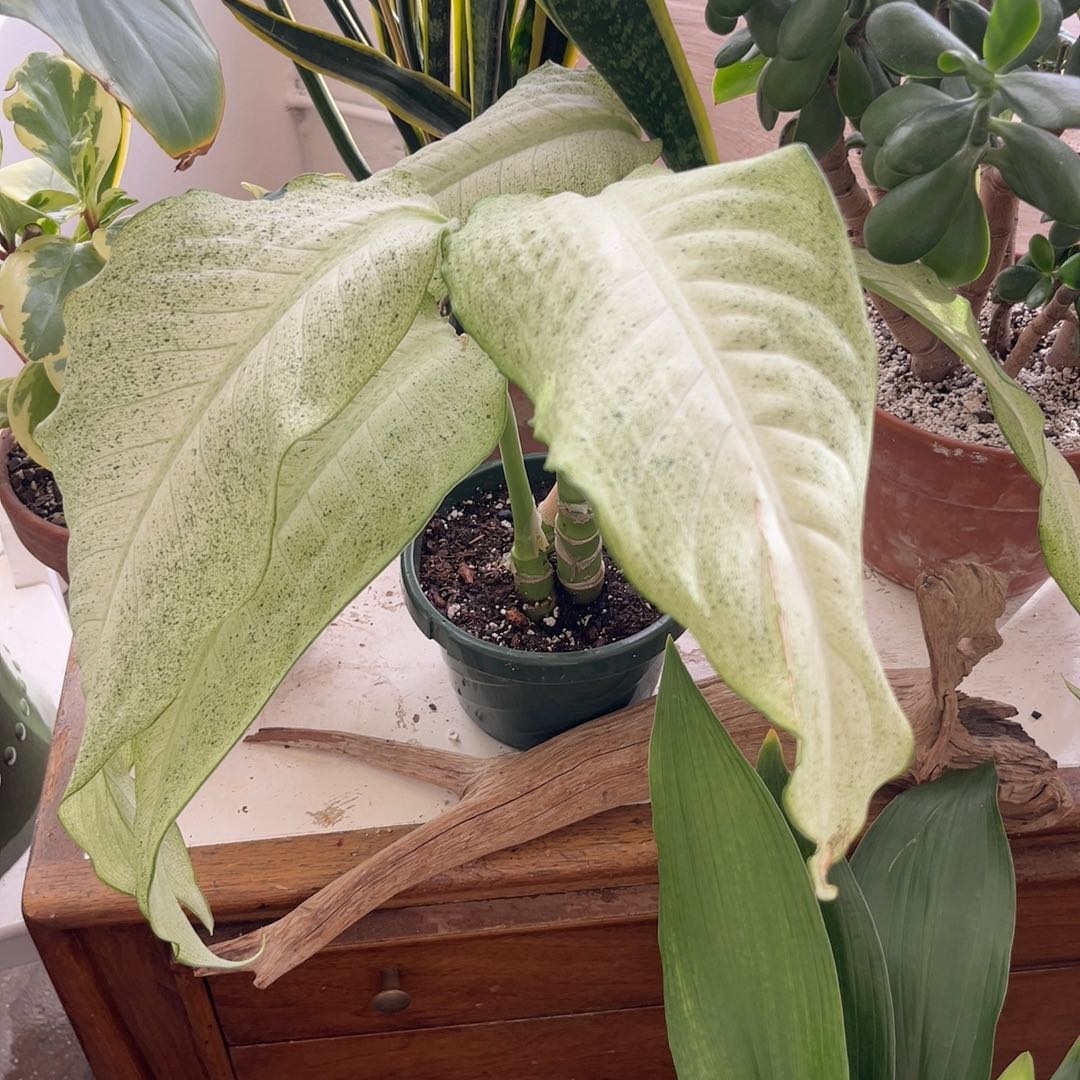 Photo of the plant species Camo Dumb Cane by @PugandPlantMom named LFT Dieffenbachia Destiny on Greg, the plant care app