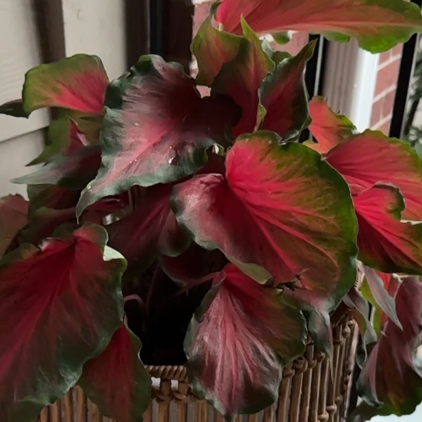 Close-up of healthy Caladium 'Heart of Jesus' plant with vibrant red and green heart-shaped leaves.