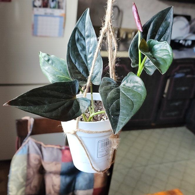 Photo of the plant species Red Arrow Singonium by @ZealAllotropa named Marley on Greg, the plant care app