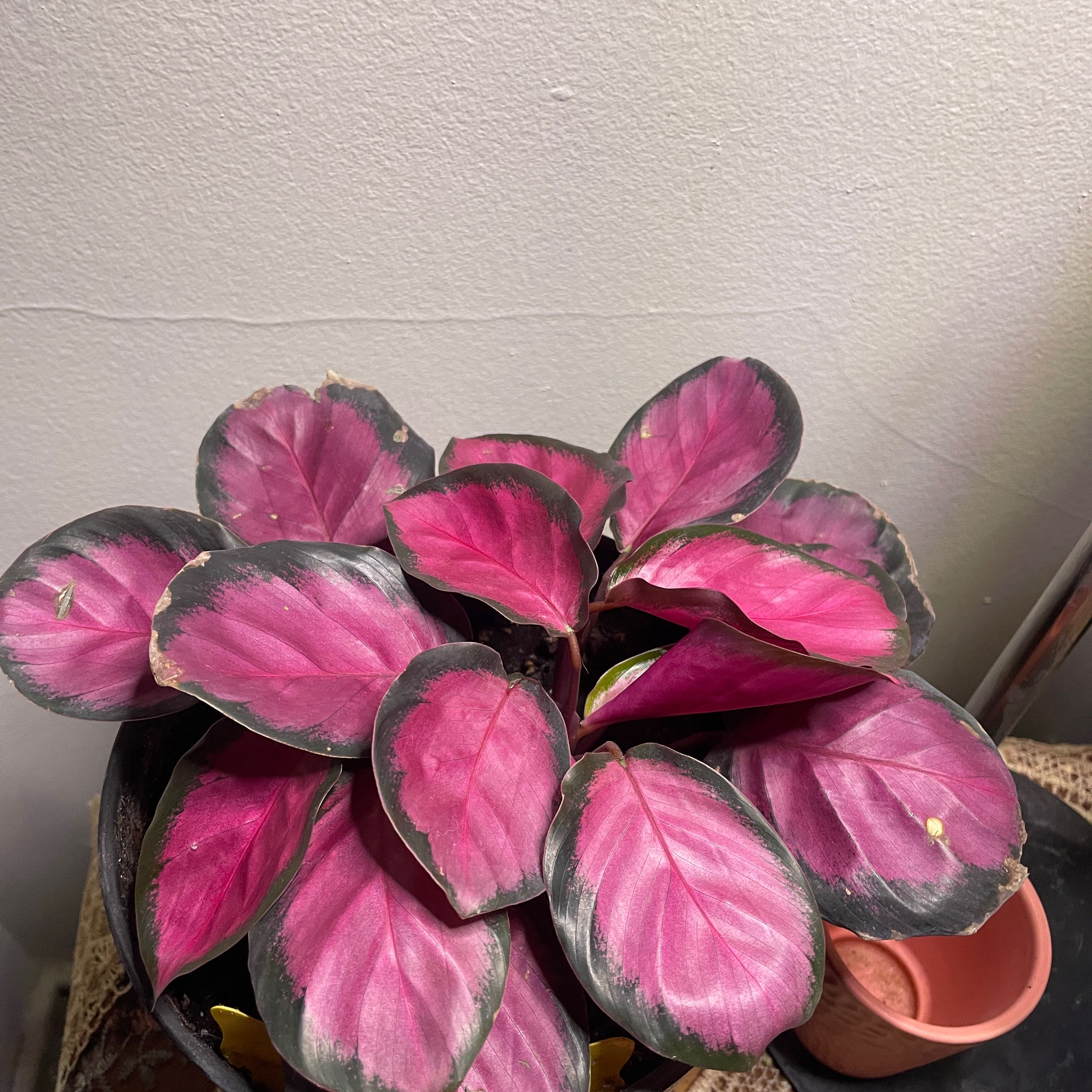 Photo of the plant species crimson rose calathea by @MatchlessBibi named Rosa on Greg, the plant care app