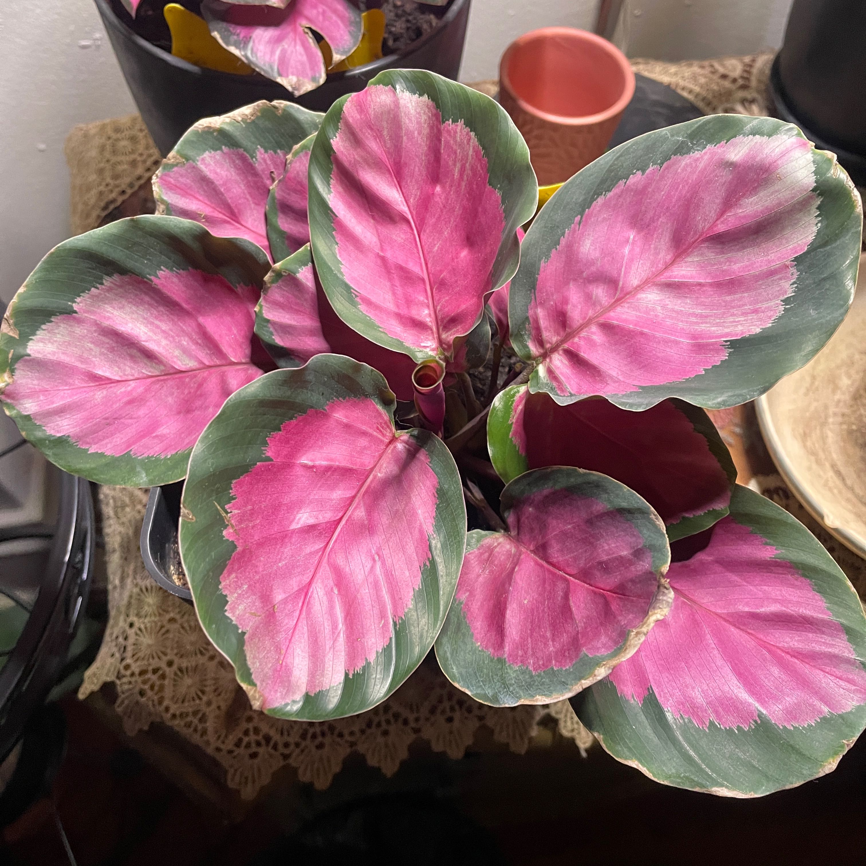 Calathea Rosy plant with vibrant pink and green leaves, appearing healthy.