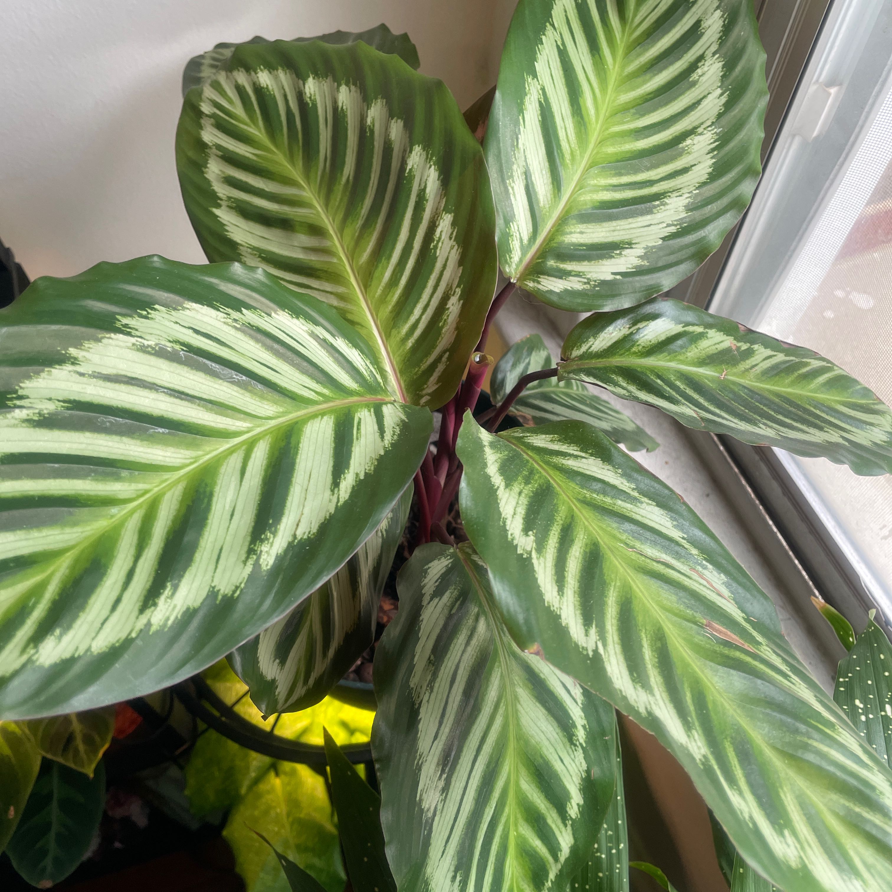 Photo of the plant species Calathea 'Cora' by @MatchlessBibi named Lola on Greg, the plant care app