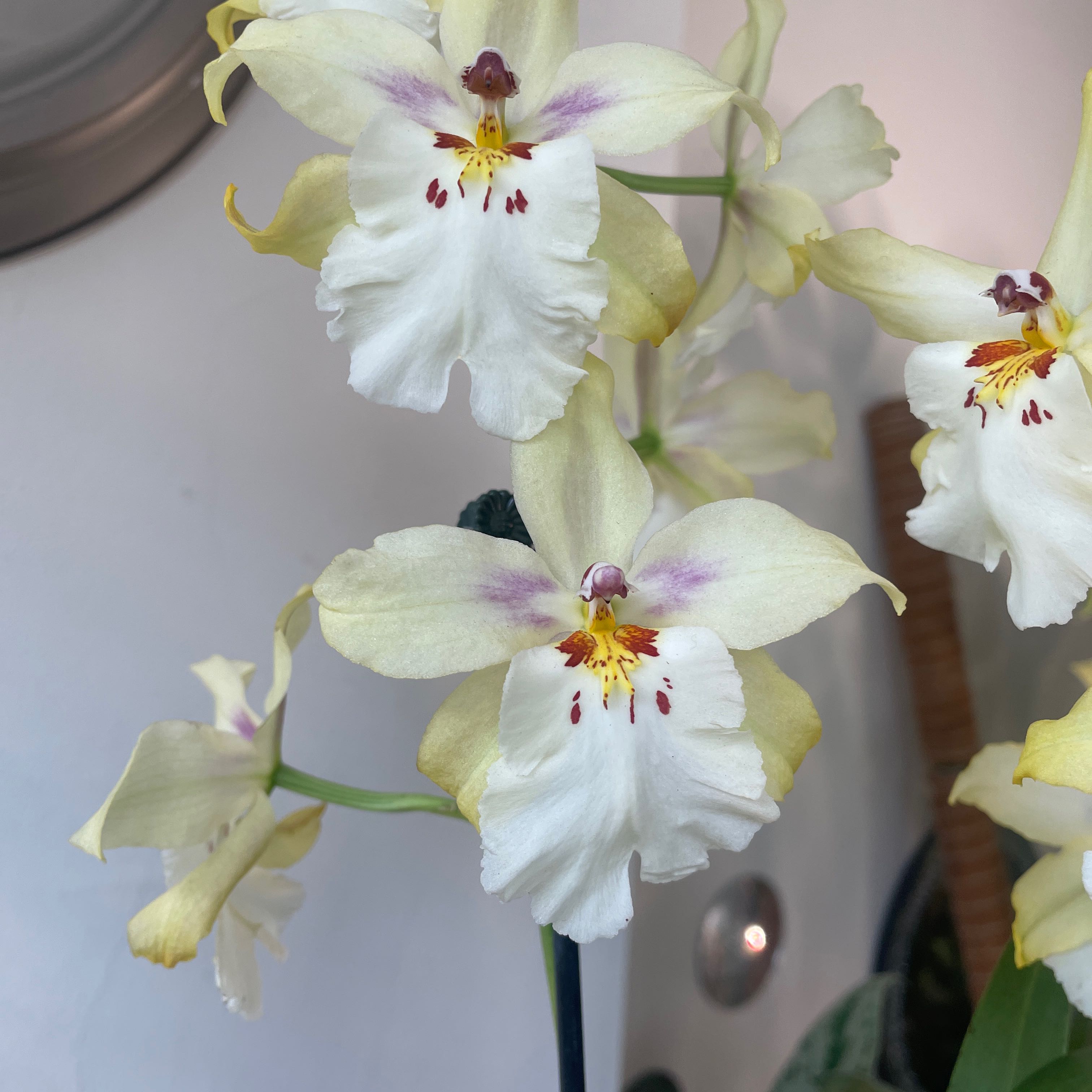 Photo of the plant species Intergenetic Orchid by @MatchlessBibi named Demi on Greg, the plant care app