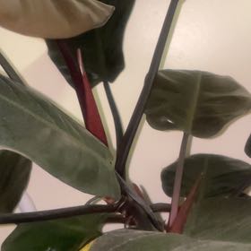 Photo of the plant species Philodendron 'Black Cardinal' by @MatchlessBibi named Gomez on Greg, the plant care app