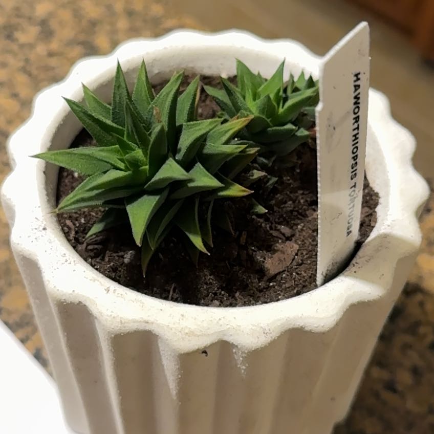 Photo of the plant species Twisted Haworthia by @HolyBirdcherry named McKinley on Greg, the plant care app