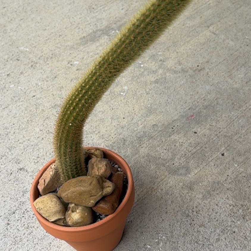 Photo of the plant species Golden Rat Tail by @HolyBirdcherry named Einstein on Greg, the plant care app