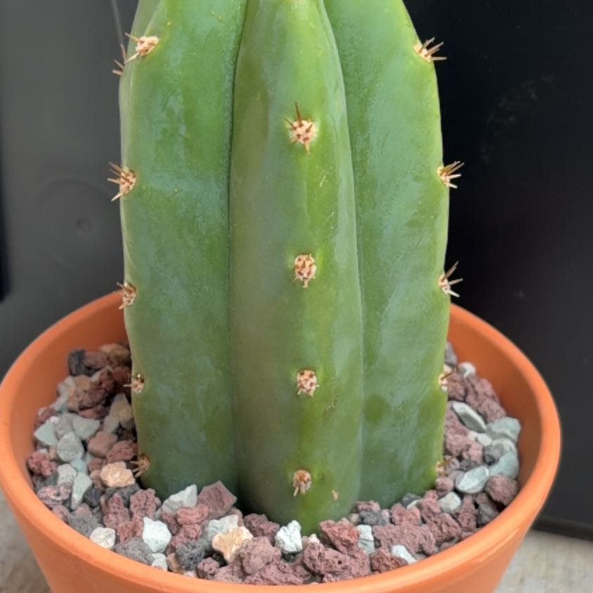Photo of the plant species San Pedro by @HolyBirdcherry named Drake on Greg, the plant care app